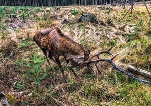 Uvázlého jelena na Tachovsku zachránil policista z Plzně, který tady byl s rodinou na výletě.