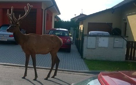 Jelen si jako v zoo prohlížel místní obyvatele...