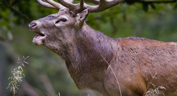 Kluci z lesa v akci: Jak se troubí na jelena