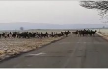 Tisícihlavé stádo siků na Plzeňsku: Jeleni děsí i řidiče! 