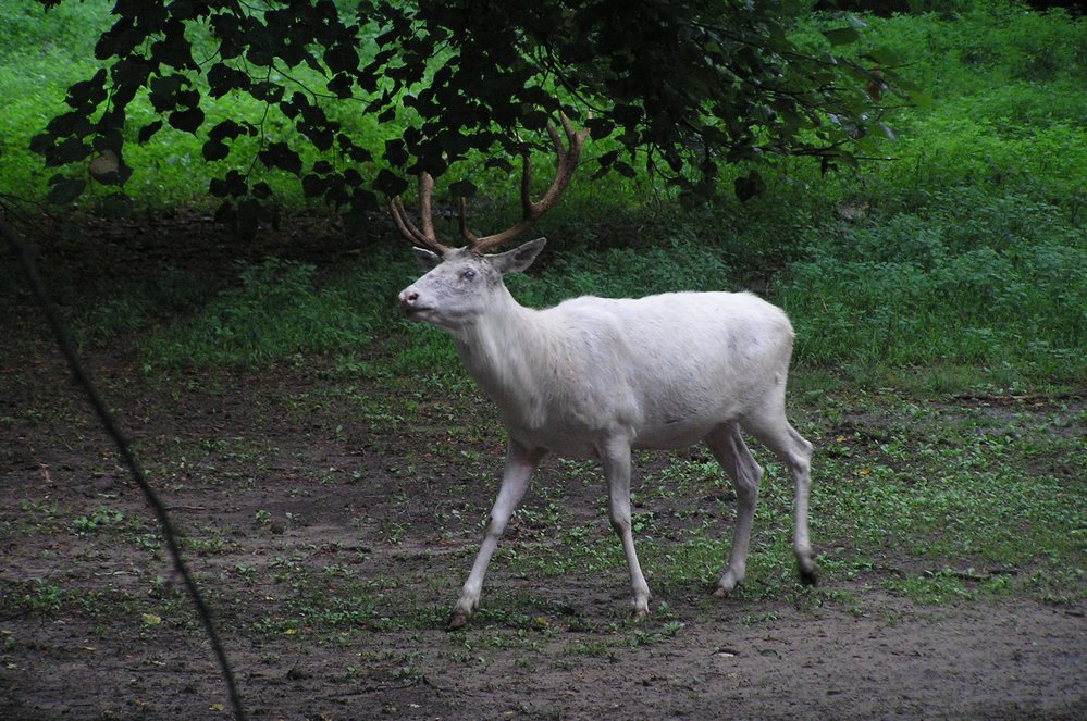 Bílý jeleni v oboře Žehušického zámku