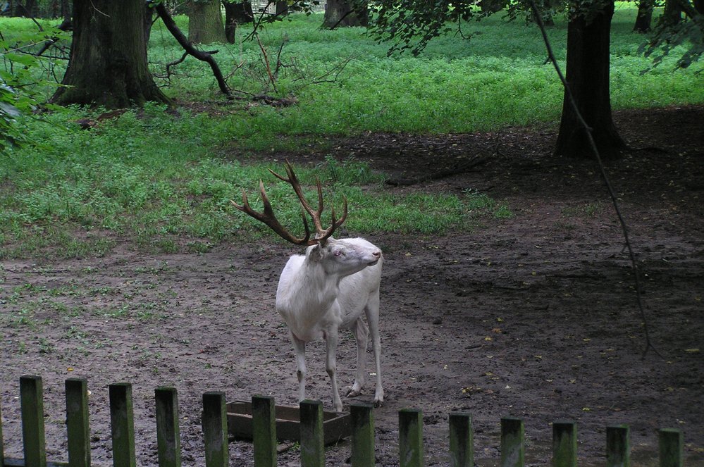 Bílý jeleni v oboře Žehušického zámku