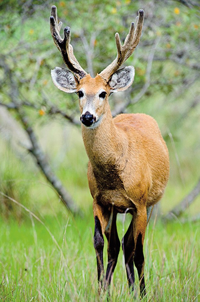 Jelenec bahenní (Blastocerus dichotomus) – až 150 kg