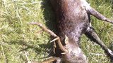 Otrávení jeleni z Lán: Umírali v hrozných bolestech!