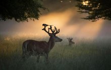 Úchvatné snímky jelenů při východu slunce: Snídaně v trávě? 