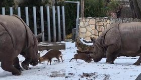 Zoo v polské Vratislavi zachytila dovádění jelínka muntžaka a nosorožčí samice Marušky.