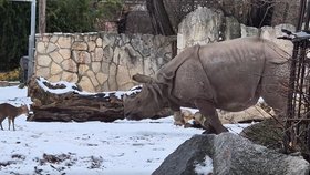 Zoo v polské Vratislavi zachytila dovádění jelínka muntžaka a nosorožčí samice Marušky.