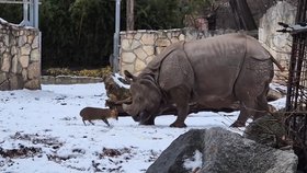 Zoo v polské Vratislavi zachytila dovádění jelínka muntžaka a nosorožčí samice Marušky.