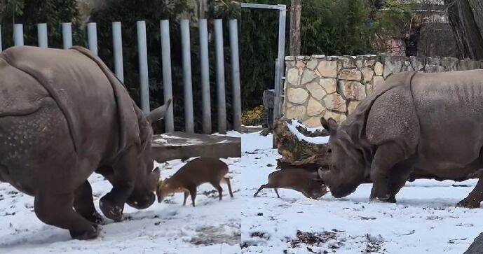 Zoo v polské Vratislavi zachytila dovádění jelínka muntžaka a nosorožčí samice Marušky.