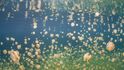 V Jellyfish Lake žije okolo pěti milionů zlatých medúz. V Jellyfish Lake žije okolo pěti milionů zlatých medúz.