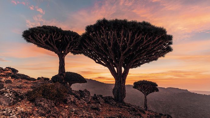 Kvůli zvláštním endemickým stromům dračincům míří turisté na Sokotru nejčastěji