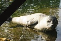 Ústecká zoo truchlí: Zemřelo tulení mládě