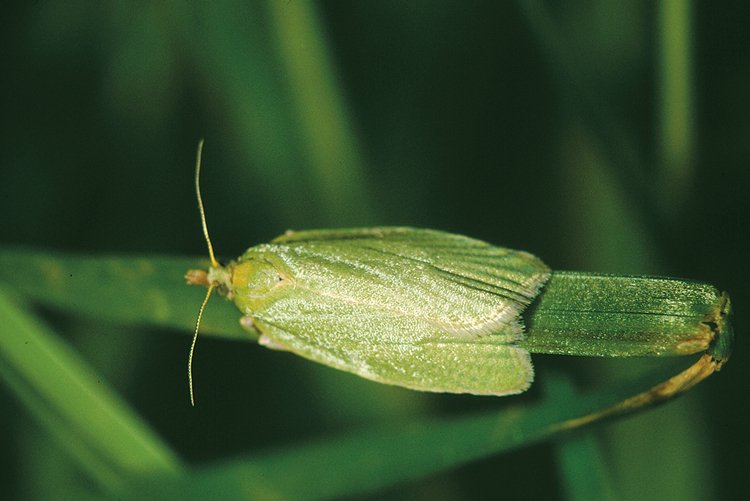 Housenky evropského motýla obaleče dubového se kuklí v kokonu, který si vytvoří z dubových listů