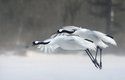 Jeřáb japonský (Grus japonensis) obývá mokřady Dálného východu a japonských ostrovů