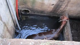 V kanalizační jímce našel koně jeden ze zaměstnanců družstva