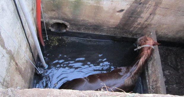 V kanalizační jímce našel koně jeden ze zaměstnanců družstva