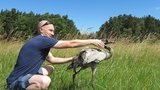 Zvířecí záchranář doběhl "českého pštrosa": Okroužkovat jeřába hodně bolí