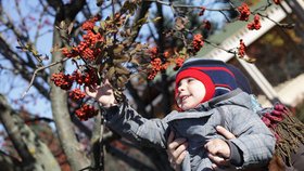 Chcete v zimě vitamíny zadarmo? Vyrazte na šípky, jeřebiny a rakytník