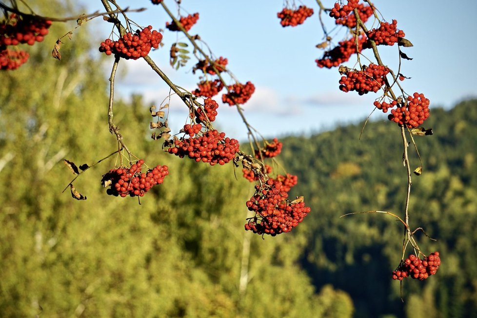 Každá odrůda chutná trochu jinak. Jedna je sladká, druhá kyselejší třetí je trochu trpká a i podle toho se hodí na kompot, pyré k masu, na marmeládu, sirup, likér a podobně.