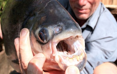 Jeremy Wade s ulovenou rybou.