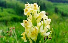 Vzácný úkaz v Jeseníkách: Orchidejím přidělili ochranku