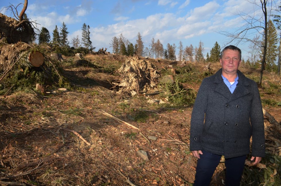 Starosta Města Albrechtic Luděk Volek tvrdí, že za pár měsíců z městských lesů zmizí smrky úplně.