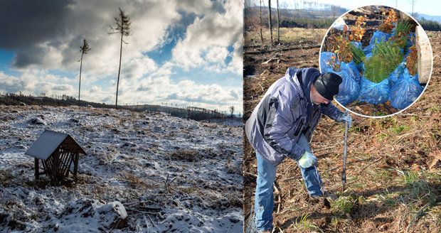 Zdevastované Jeseníky: Dělníci zalesňují holé pláně, dochází ale sazenice a bude mrznout