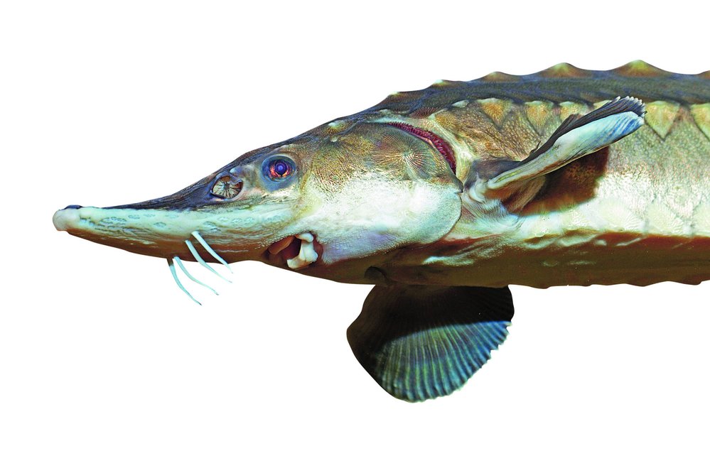 Jeseter ostrorypý patří k ceněným a ohroženým rybám v řece Delaware