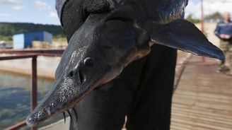 Jeseteři i pstruzi. Podívejte se, jak na sibiřské rybí farmě probíhá výlov