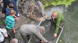 Jeseteři se vrací do moravských řek: Vzácné ryby budou mít vysílačky