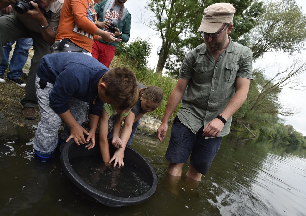 Povodí Moravy vysadilo 16. června do řeky Dyje u Břeclavi 3000 kusů jesetera.