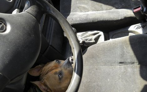 V žádném případě nenechávejte zvířata v autě!