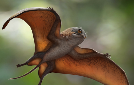 Sinomacrops měl tělé velké jako vrabec, jinak připomínal křížence netopýra, veverky a žáby