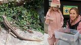 Šťastný konec vánočního překvapení: Zachráněná ještěrka si užívá jarní přírody 
