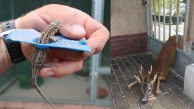 Zvířata v nouzi: Buclatá ještěrka i trofejní srnec uvázli v pasti 