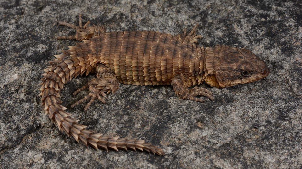 Cordylus phonolithos, nově objevený druh ještěrky objevený v Angole.