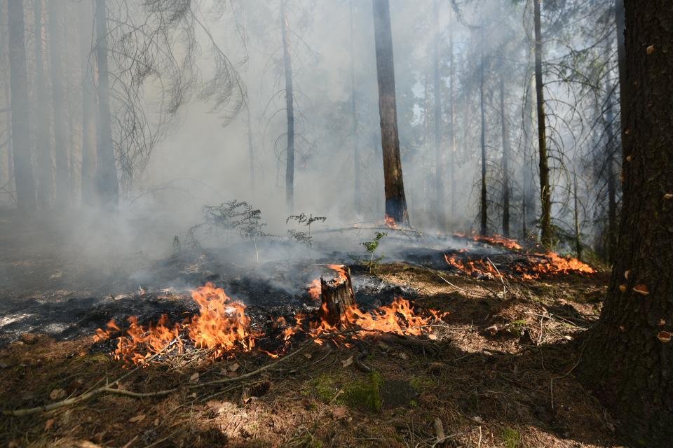 Hasiči zasahovali 18. června 2021 u rozsáhlého požáru lesa v Jetřichovicích na Děčínsku.