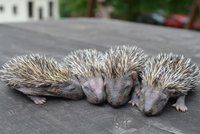 V Jihlavě zachránili čtyři ježčí sirotky: Mámu jim roztrhal pes