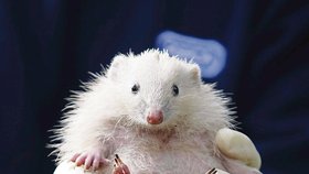 Sněhobílý ježek našel domov v záchranném centru