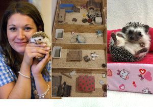 Chovatelka Monika má doma 23 ježků. Jezdí s nimi dokonce i na výstavy.