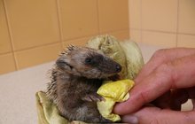 Záchrana ježčích mláďat: Pomohla i masáž bříška!
