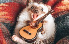 Z Herbeeho se stala internetová senzace: Nejšťastnější ježek světa
