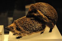 Němec zavolal policii na pářící se ježky: Spletl si je s postřelenou bachyní