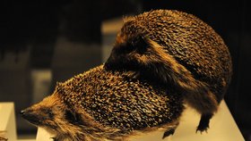 Pařící se ježci. (ilustrační foto)