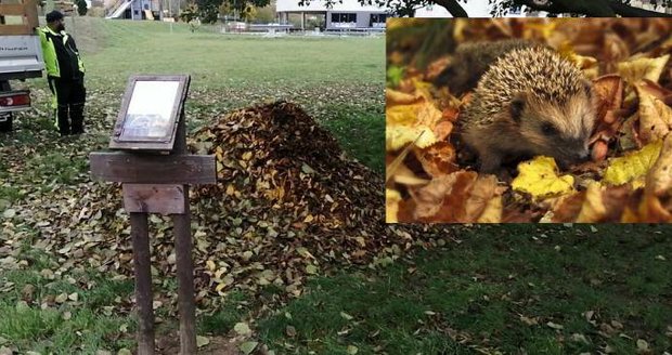 Pozor na hromádky listí: V Plzni v nich zimují ježci