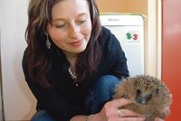 Magda zachránila 7 ježčích sirotků