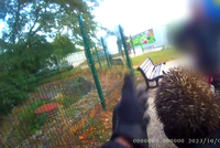 Záhada ježka v plotě: Vykrmený bodlináč uvízl, zasáhnout museli strážníci