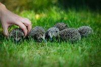 Stovka ježků šla do světa: Přezimování u ochranářů stojí statisíce