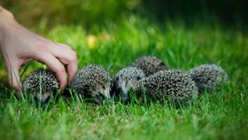 Stovka ježků šla do světa: Přezimování u ochranářů stojí statisíce