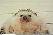 Nejsledovanější ježek na Twitteru